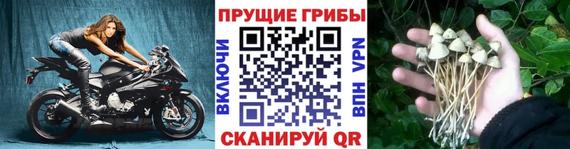 Галлюциногенные грибы Psilocybine cubensis  наркота  Мглин 